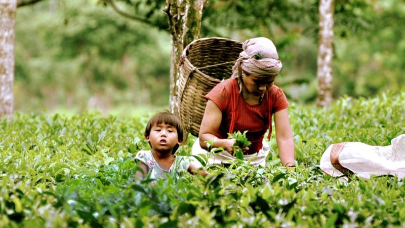क्या आप जानते हैं, असम के चाय बगान मज़दूरों की कितनी दिहाड़ी है?
