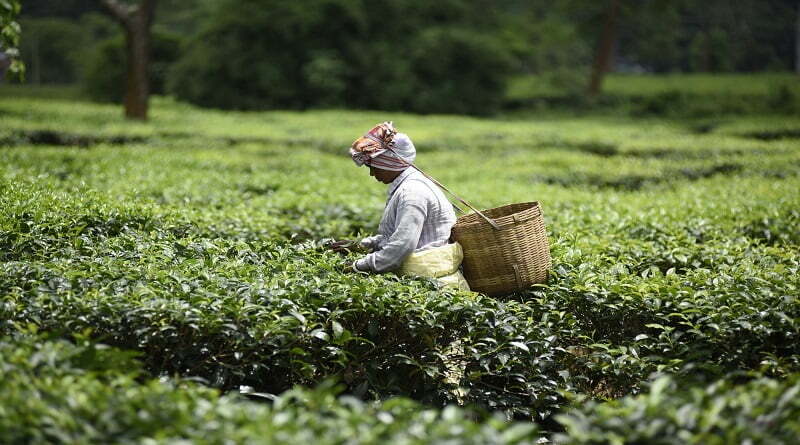 असम के चाय बागान मजूदरों की प्रतिदिन मजदूरी में 38 रुपये की बढ़ोतरी